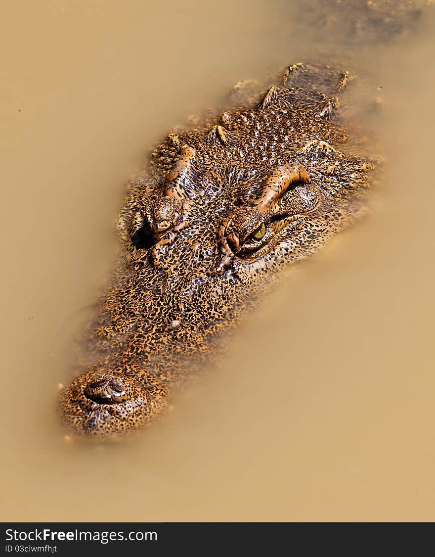 Crocodile