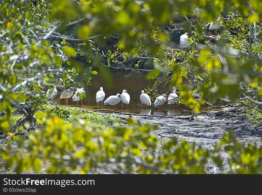 American White Ibis wading in a small stream framed by thick green foliage.