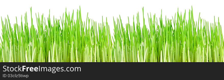 Seamless fresh spring green grass isolated on � white background. Seamless fresh spring green grass isolated on � white background