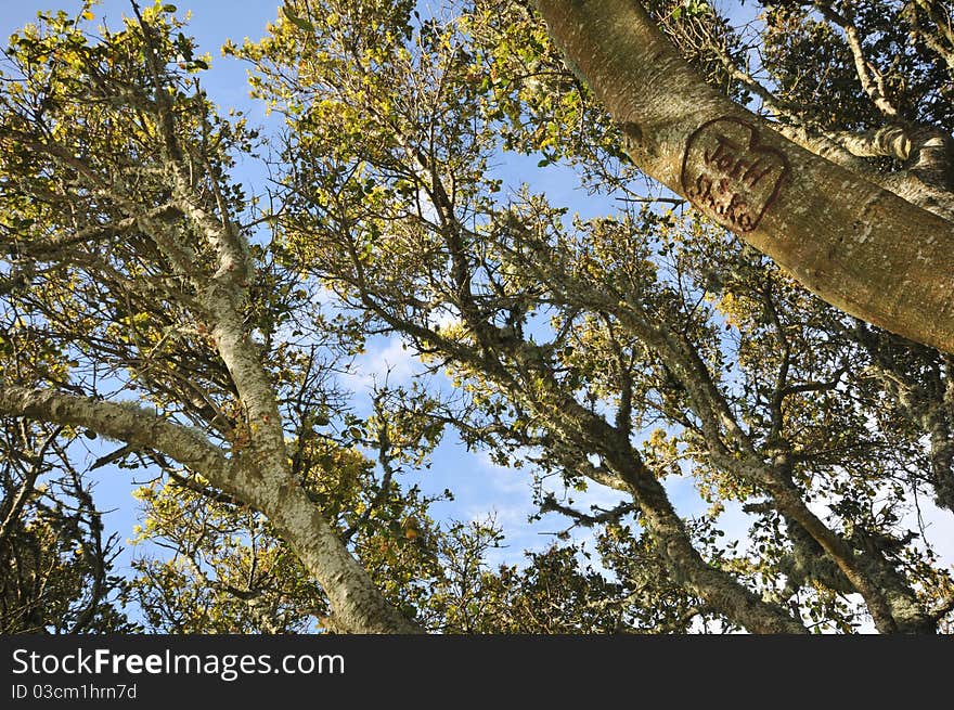 Tree branches with sky background and carved names