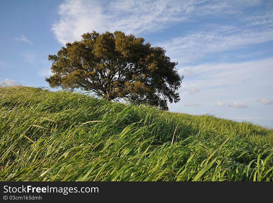 Field With Grass, Hils, And Sky