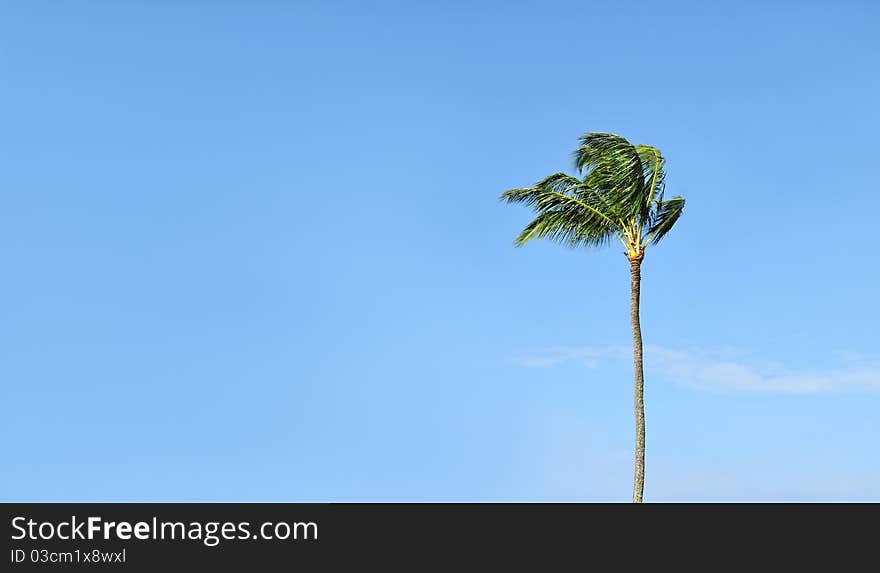 Tropical Palm Tree against a blue