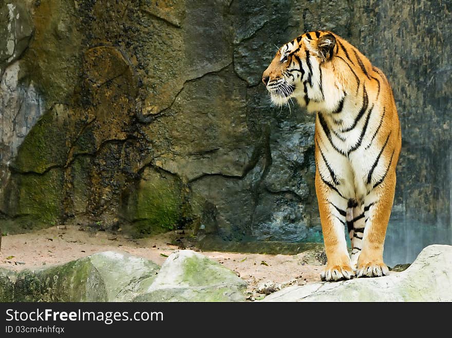 Bengal tiger standing facing to the side. In front of the stone background.