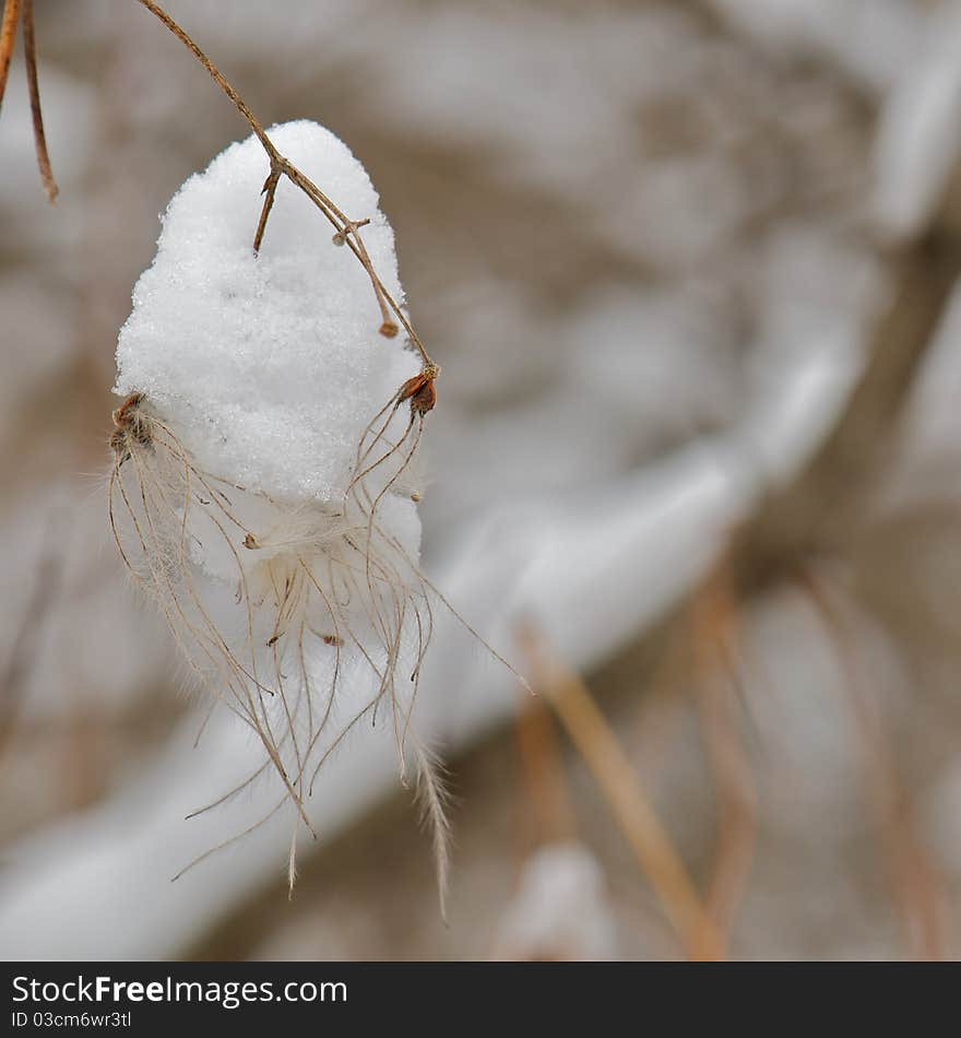 Shot of snow figure created around flower remnants on a winter day. Shot of snow figure created around flower remnants on a winter day.