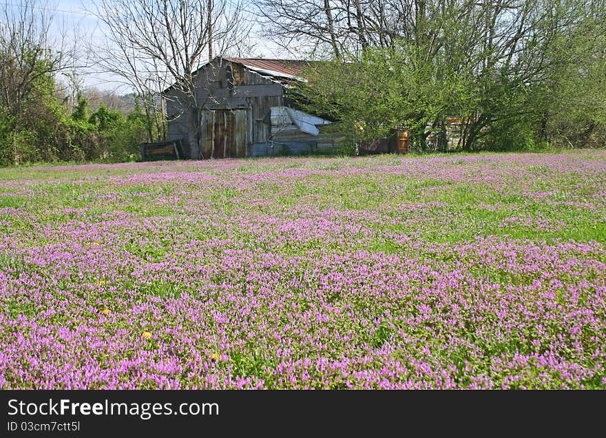 A dilapidated shed in rural Tennessee, with purple ground cover in the foreground. A dilapidated shed in rural Tennessee, with purple ground cover in the foreground.