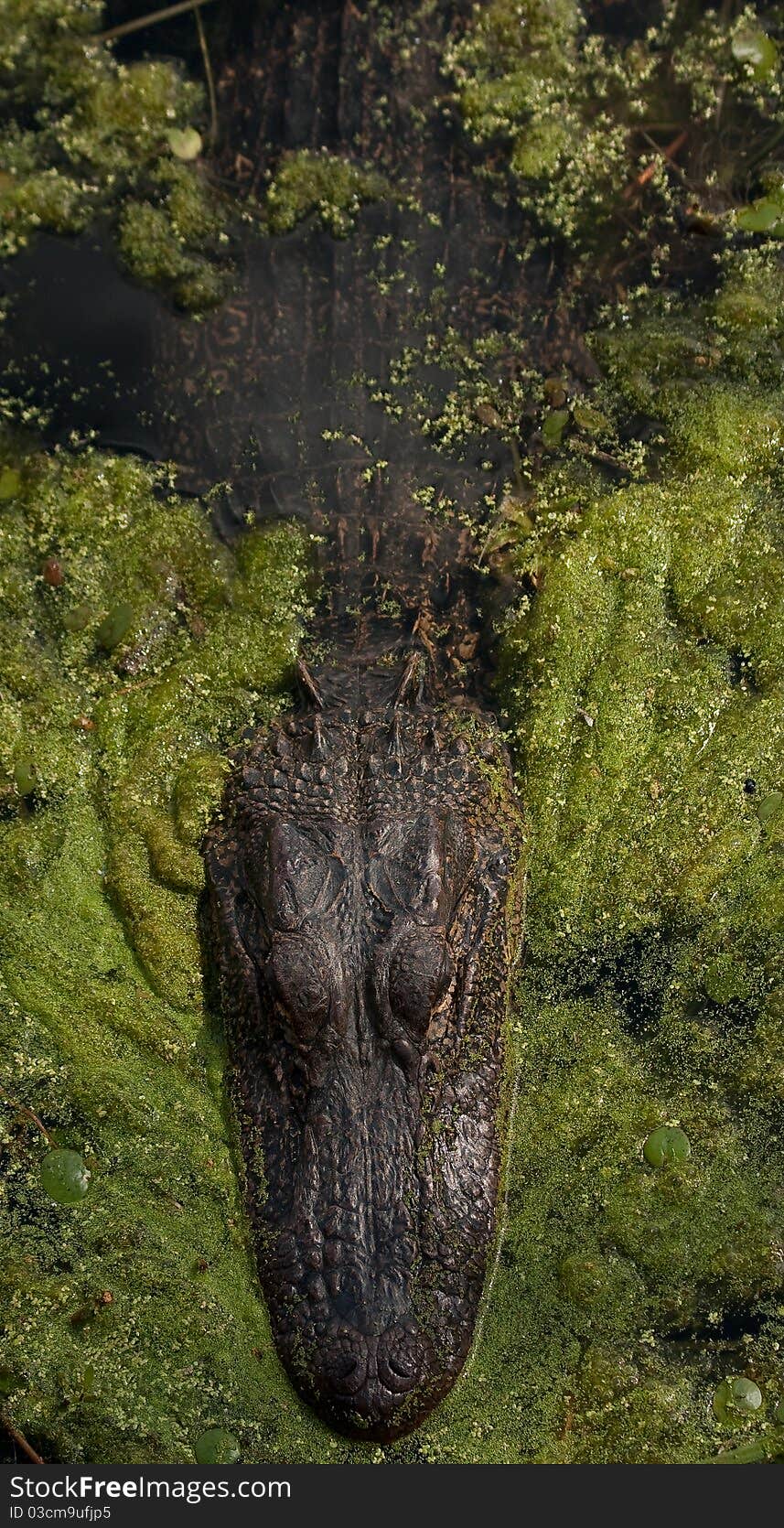 American Alligator