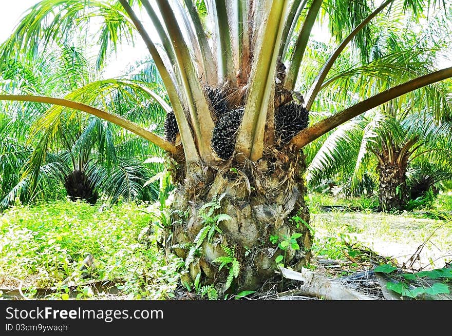 Palm plant in nature field. Palm plant in nature field.