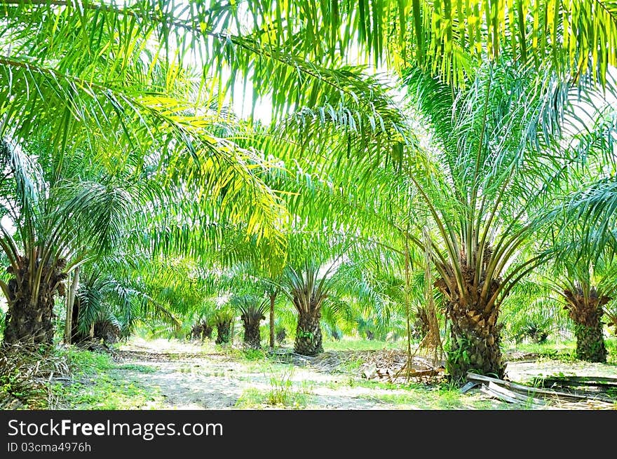 Palm plant in nature field. Palm plant in nature field.