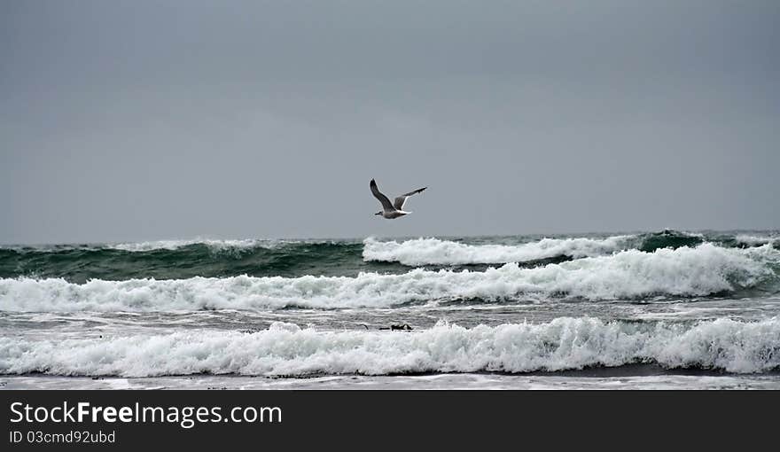 Beach and Seagull in Gualala California