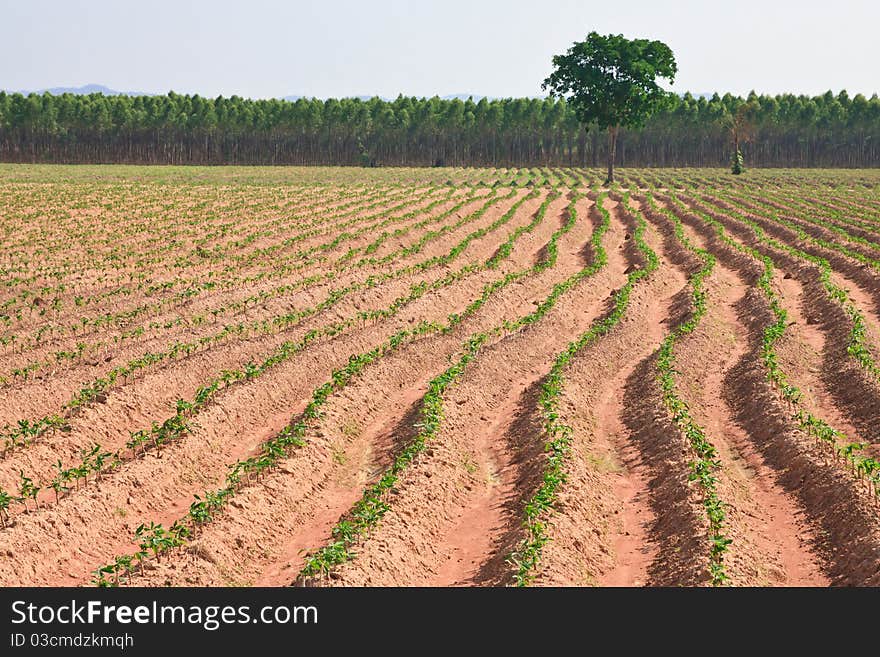 Cassava field