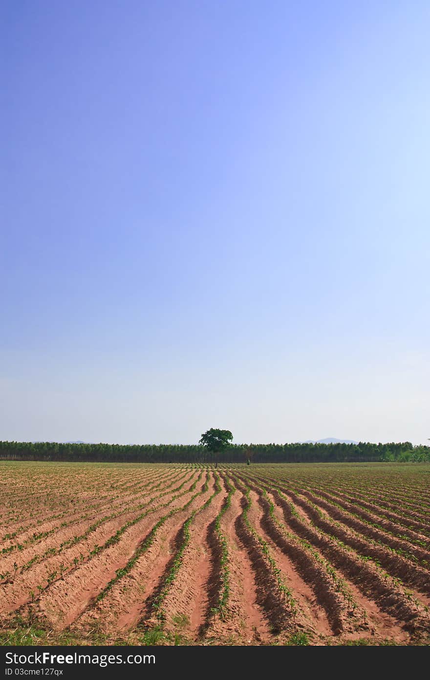 Cassava field