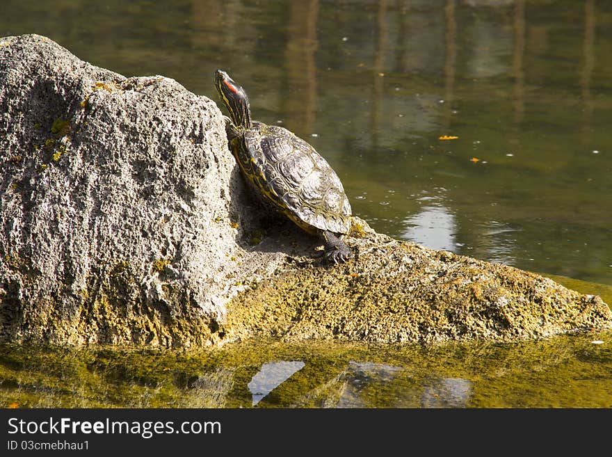 Red eared slider turtle (Trachemys scripta)