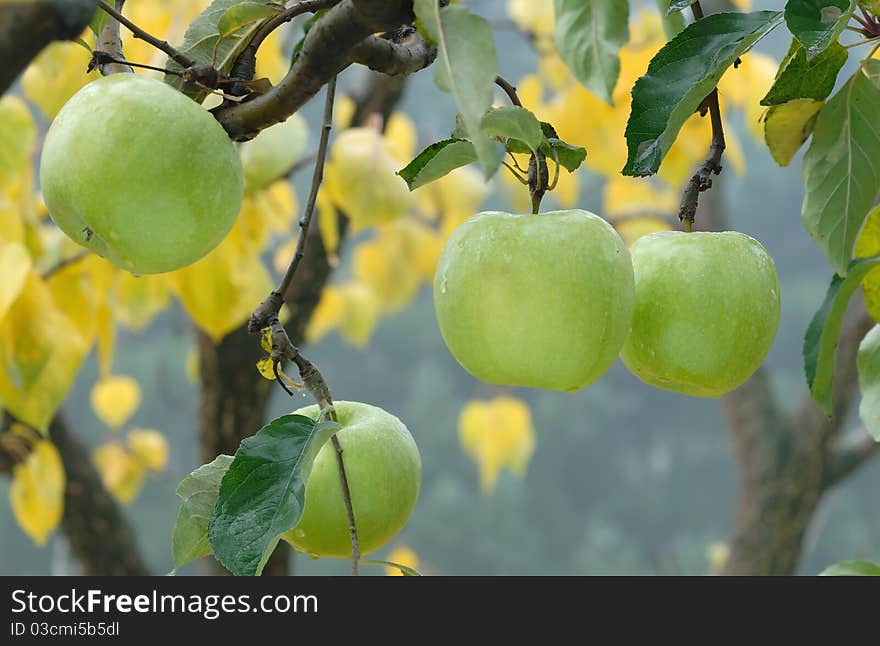 Autumn apples on the tree