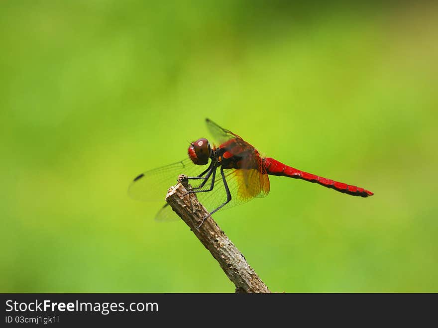 Red Dragonfly