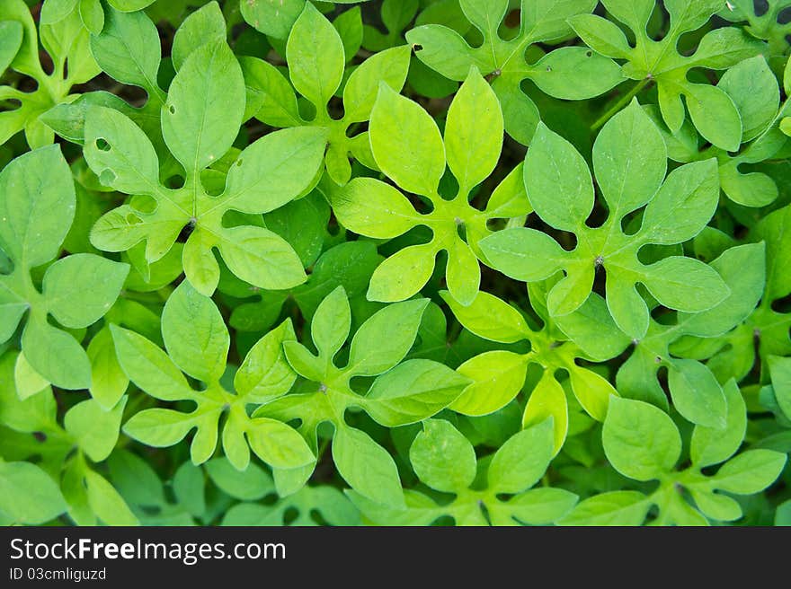 Beautiful green leaves background and wall paper. Beautiful green leaves background and wall paper