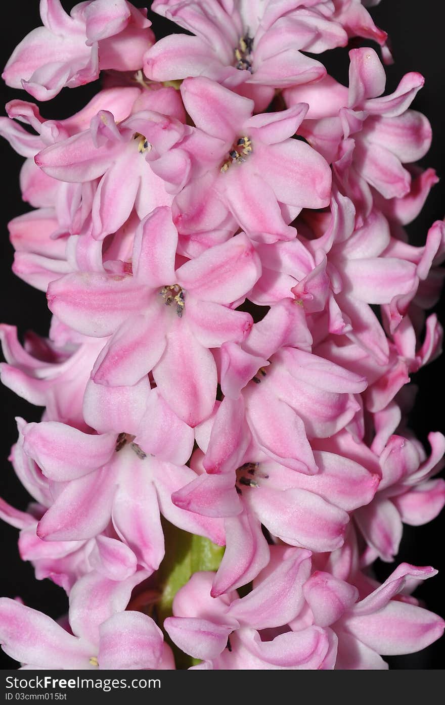 Pink Hyacinthus orientalis