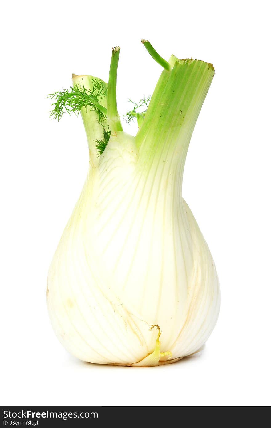 Fennel bulb  isolated on the white background