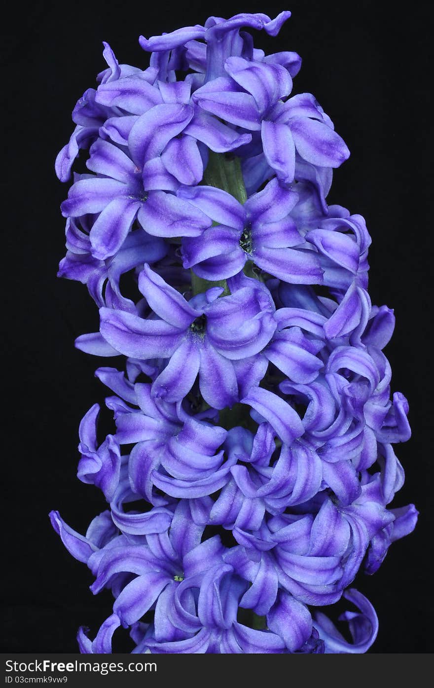 Blue Hyacinthus orientalis, Common Hyacinth macro. Blue Hyacinthus orientalis, Common Hyacinth macro