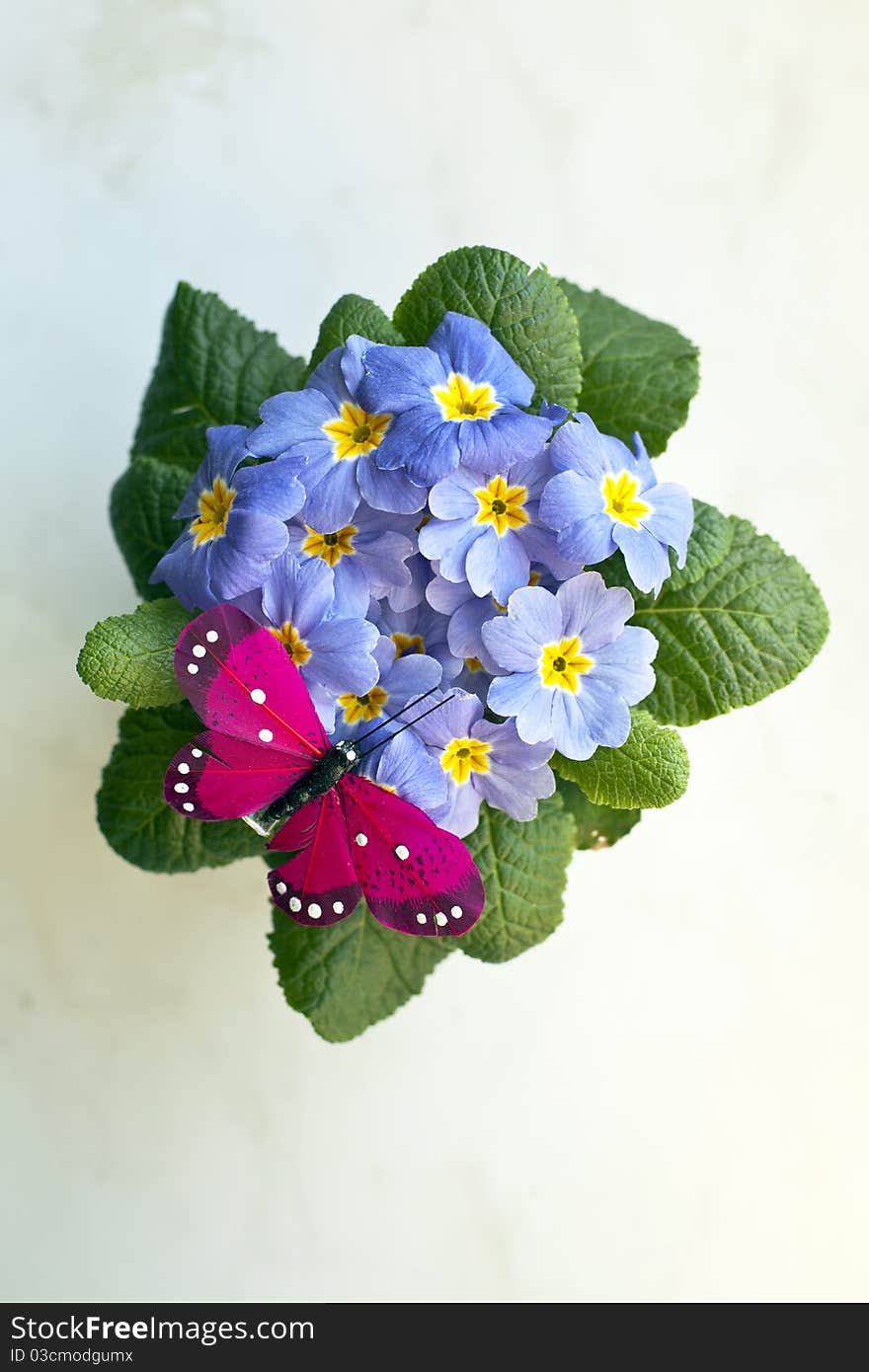 Primrose - spring flower and butterfly