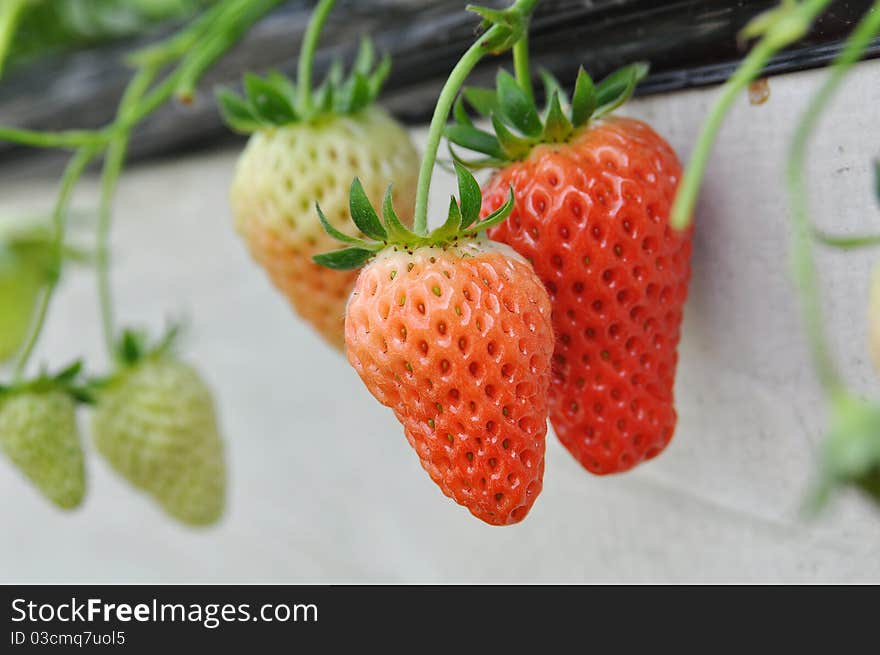 Strawberry In Greenhouses