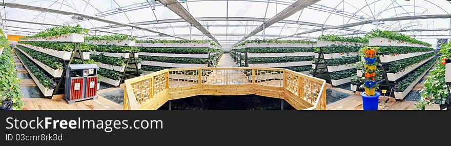 Strawberries grow in the greenhouse. Strawberries grow in the greenhouse