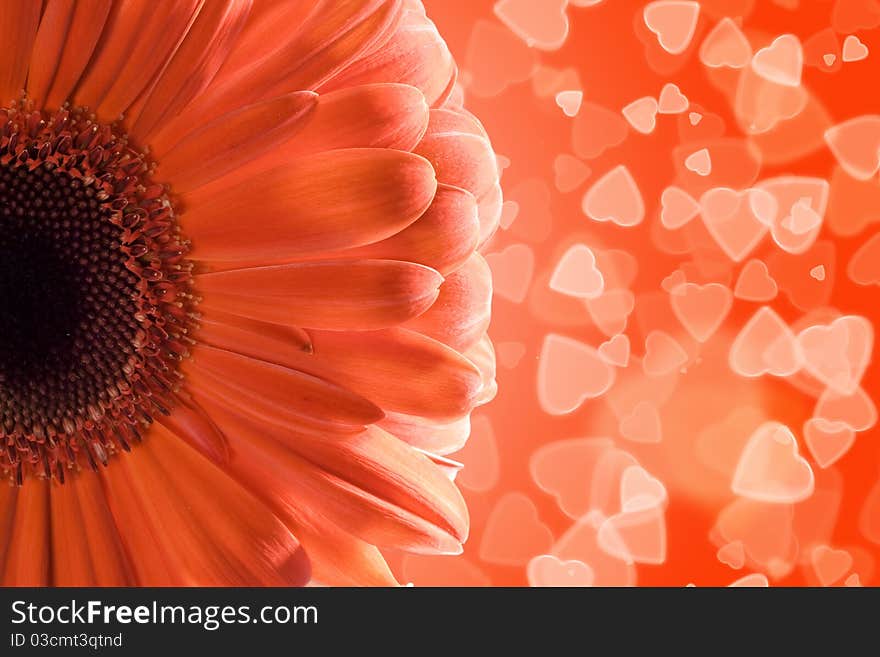 Gerbera On Hearts Background