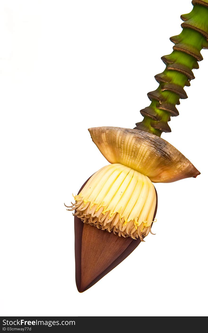 Fresh banana flower