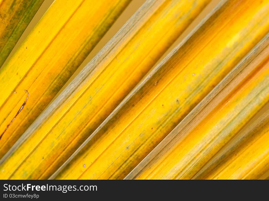 Closeup of leaf