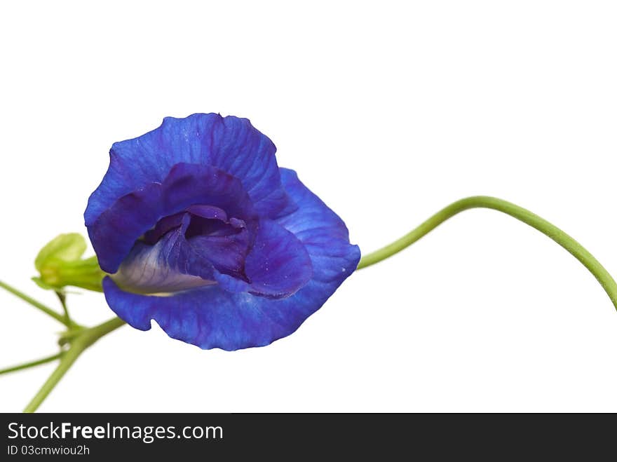 Indigo flower on white background