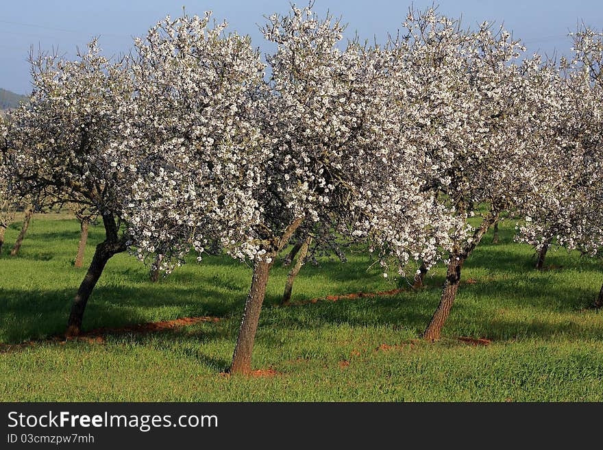 Almond blossom flower