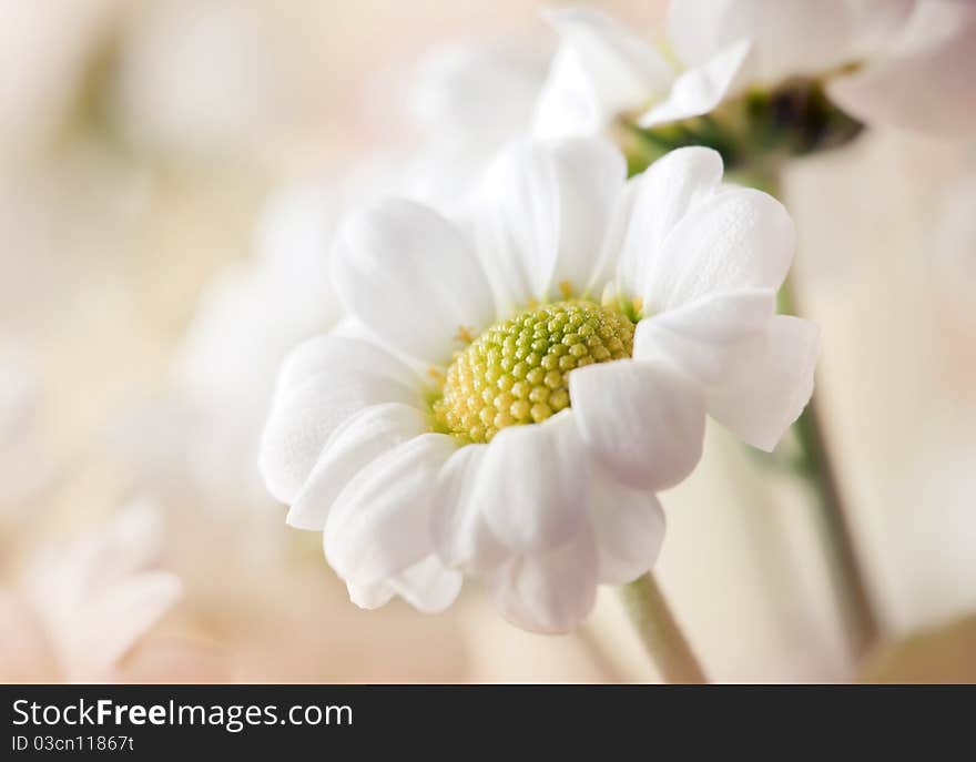 Bouquet of blossom whie chrysanths