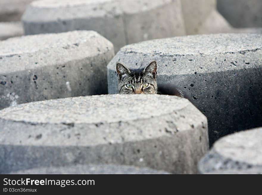 Cat peeking out from among concrete pillars. Cat peeking out from among concrete pillars