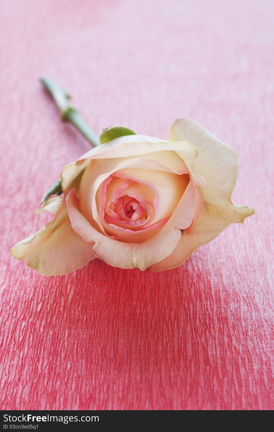 Image of rose on red background