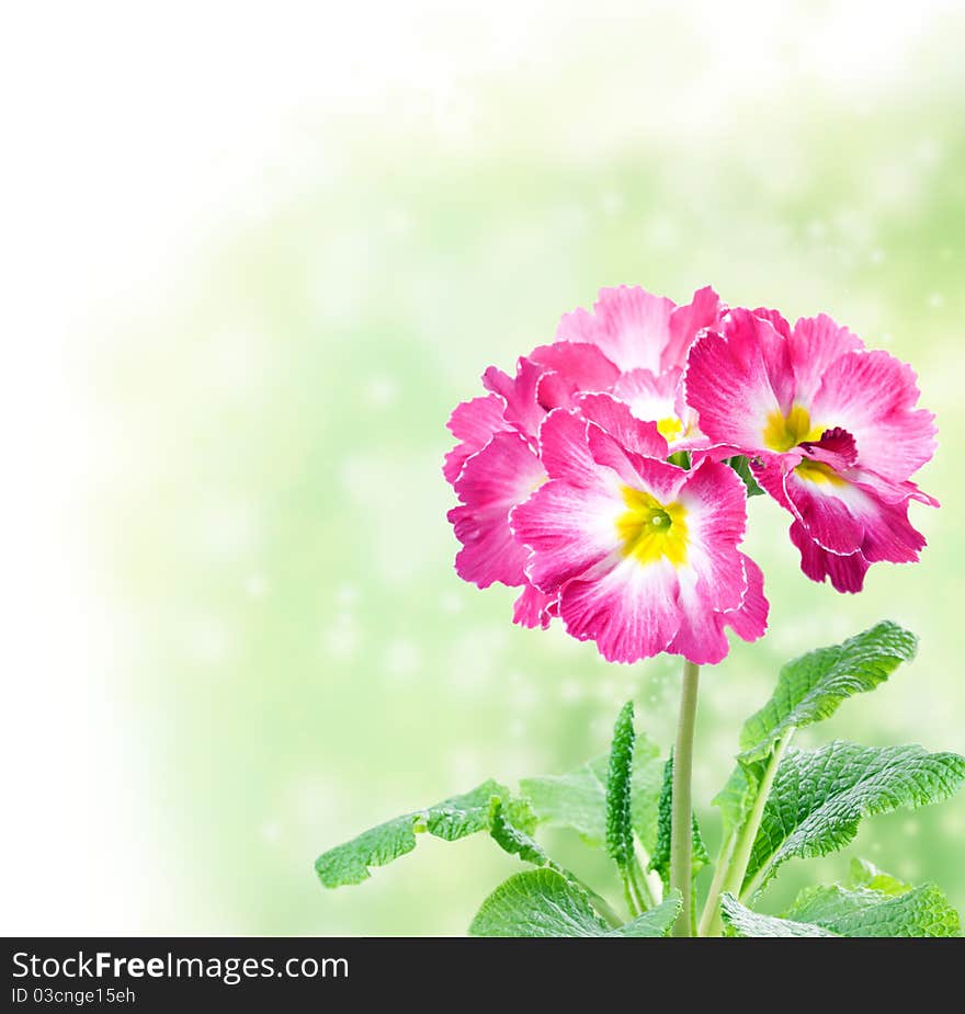 Floral Border with primula flower