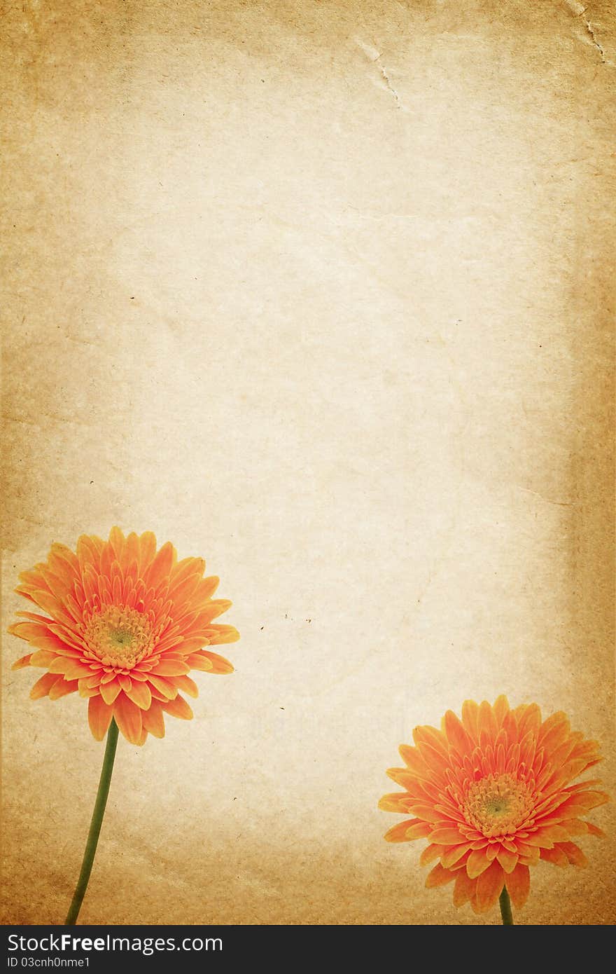 Orange flower and old paper