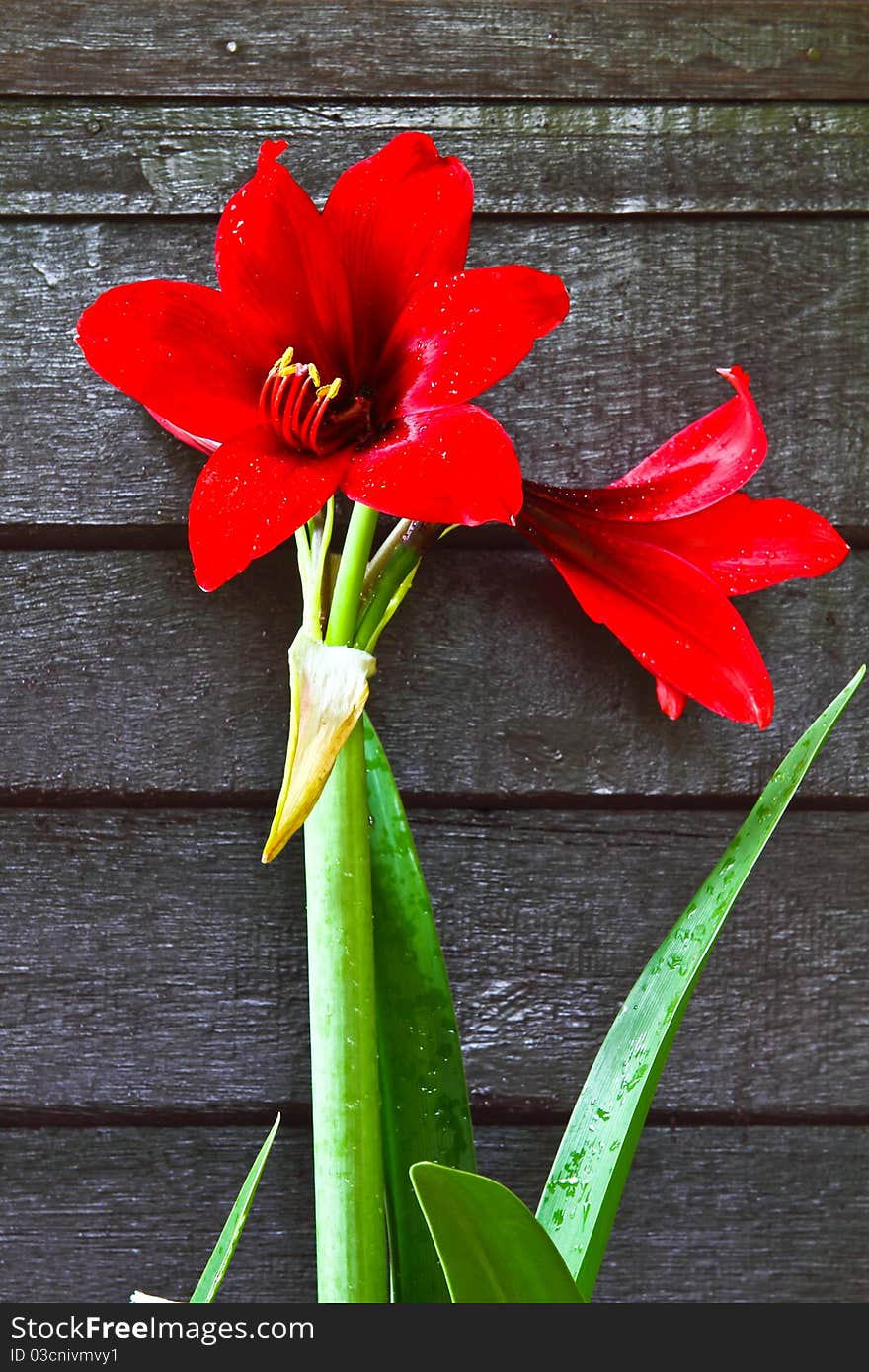 Red flower on brown partition wall. Red flower on brown partition wall