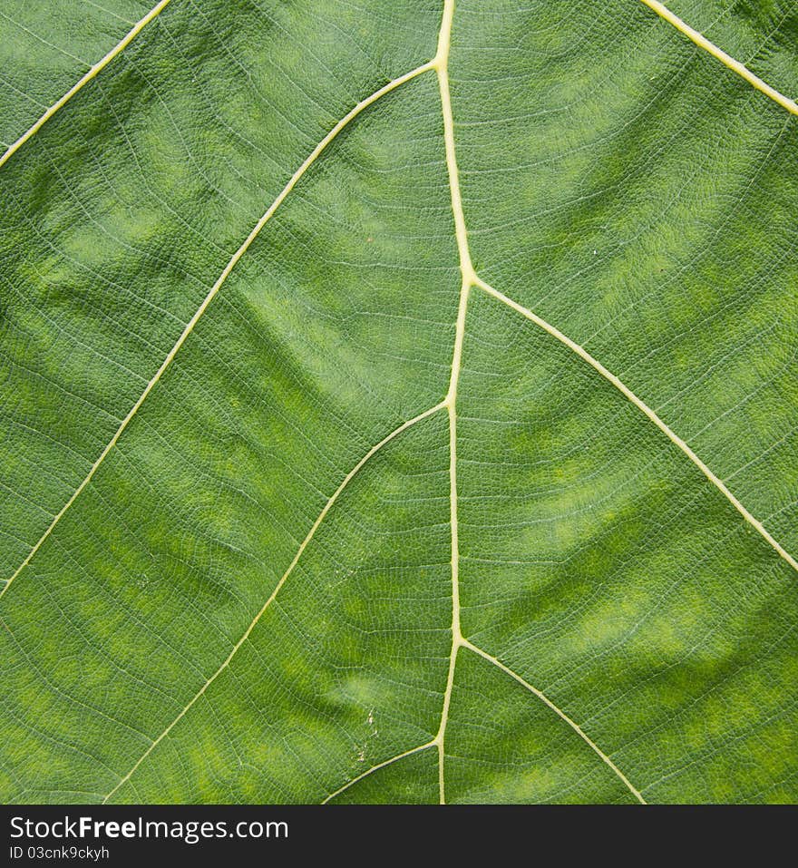 Texture of Green Leave