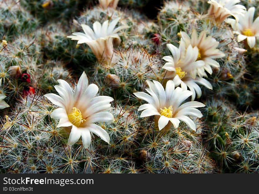 Flowers cactus