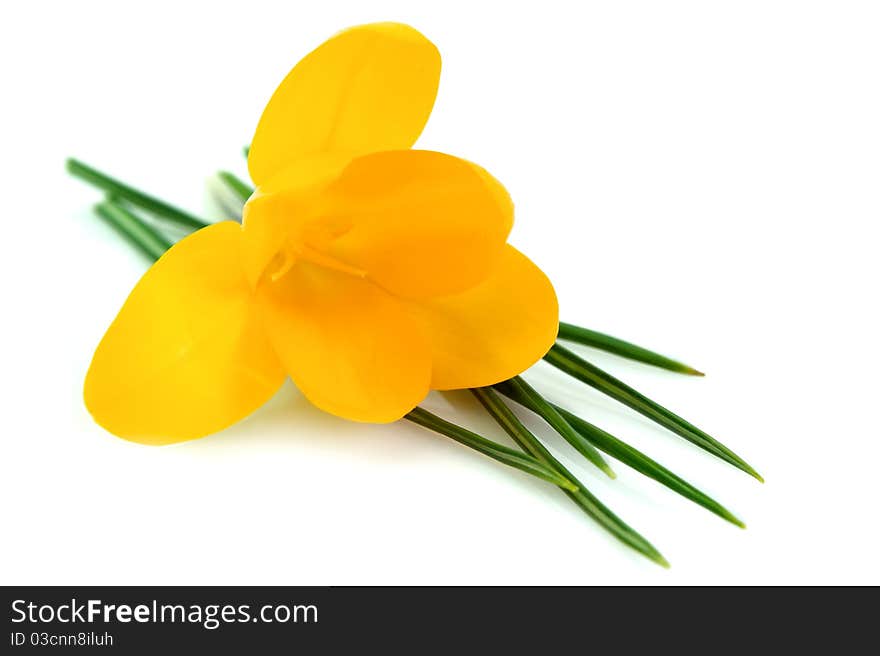 Crocus closeup