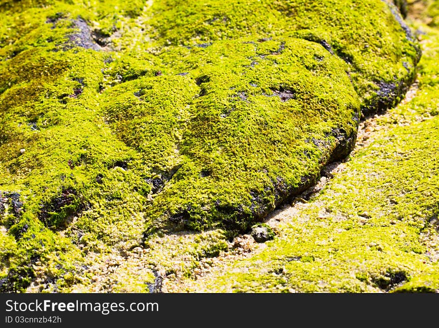 Green Lichen on Stone for background