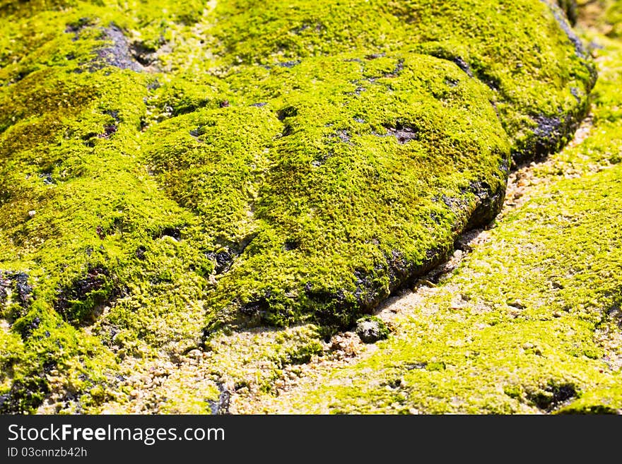 Green Lichen on Stone