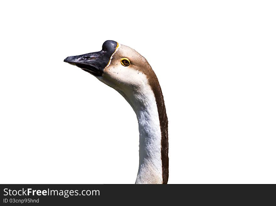 African Goose Head and Neck Isolated on White Background