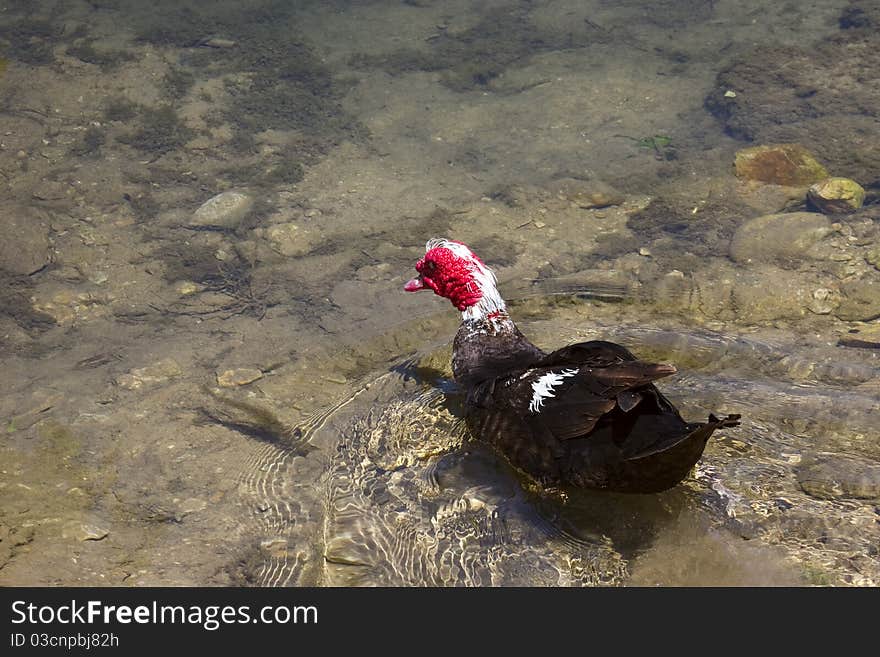 Muscovy Duck Swimming in crystal clear water