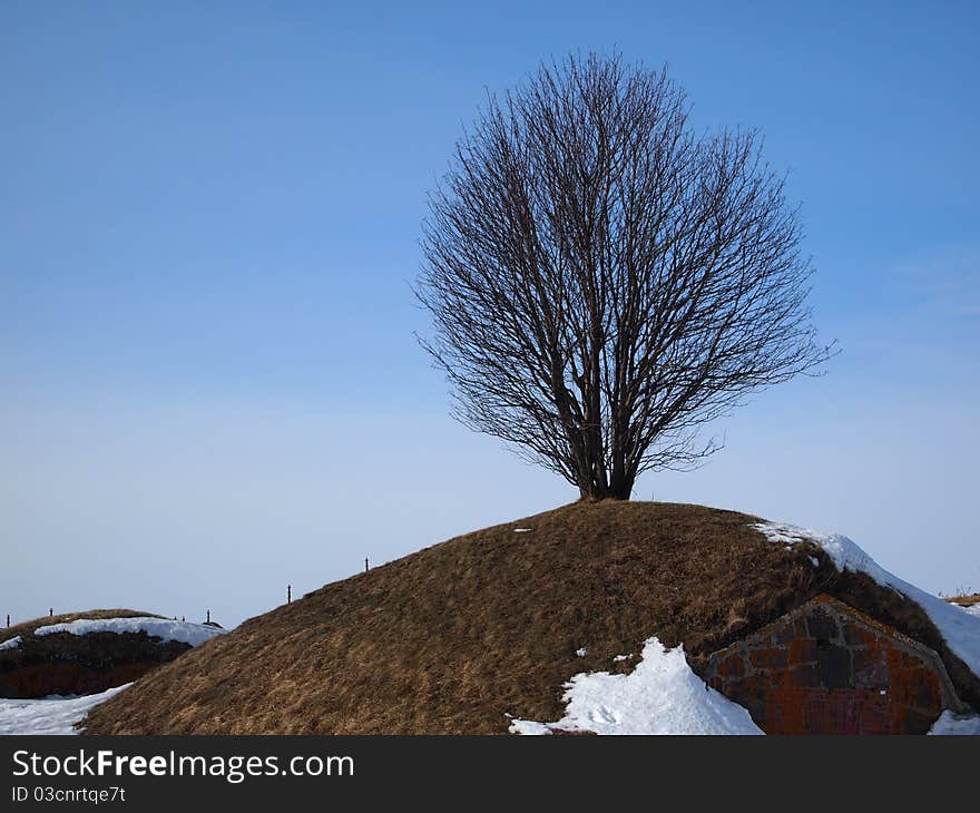 A lonely tree on a hill in spring