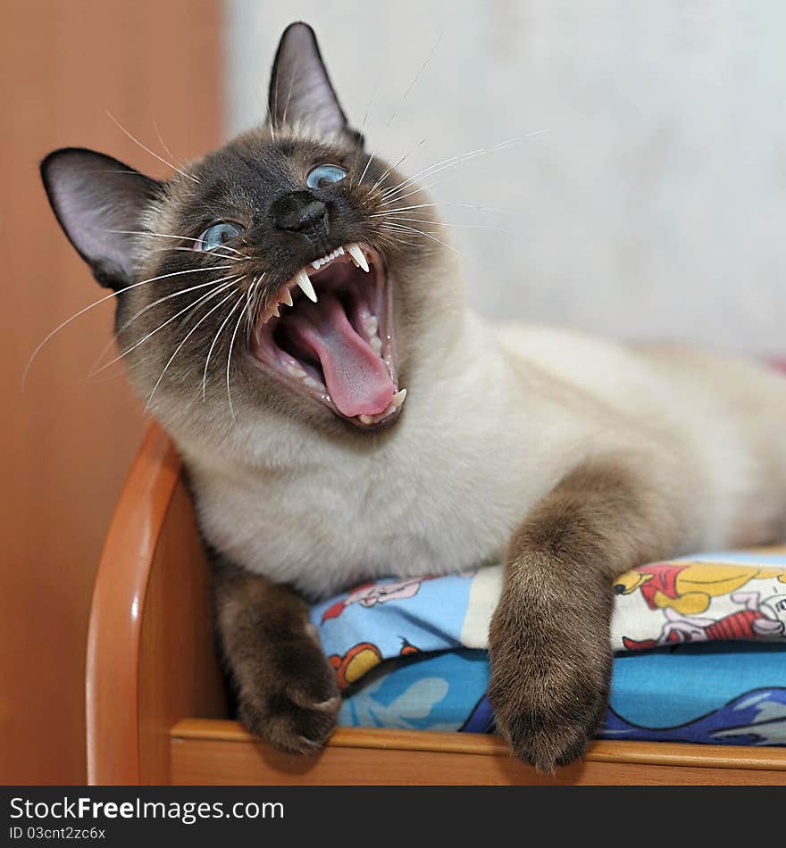 Siamese cat with blue eyes