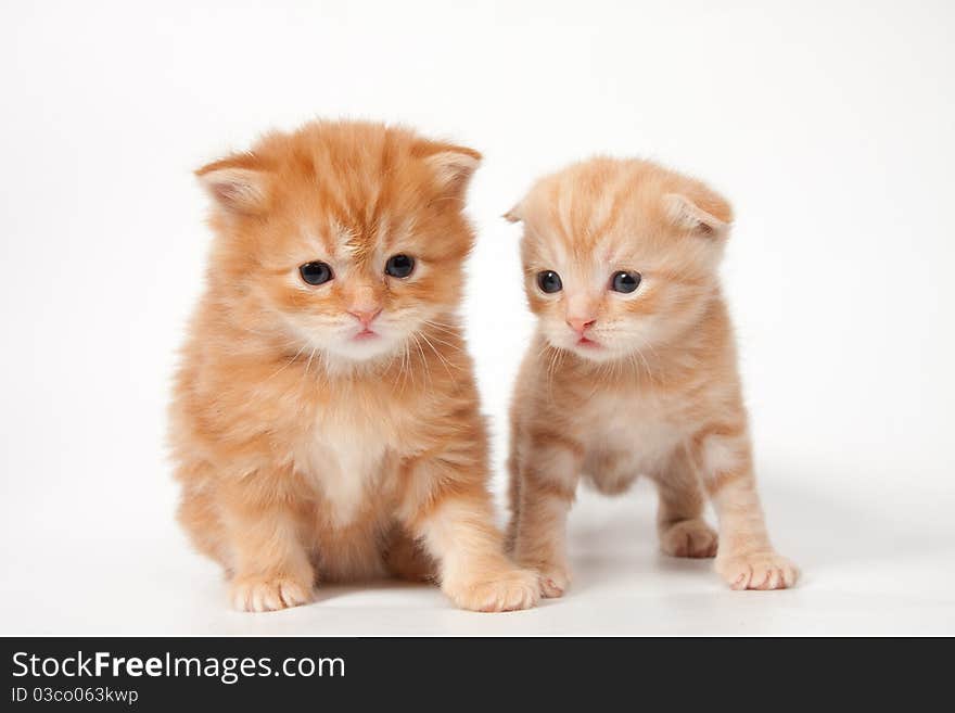 Two kittens