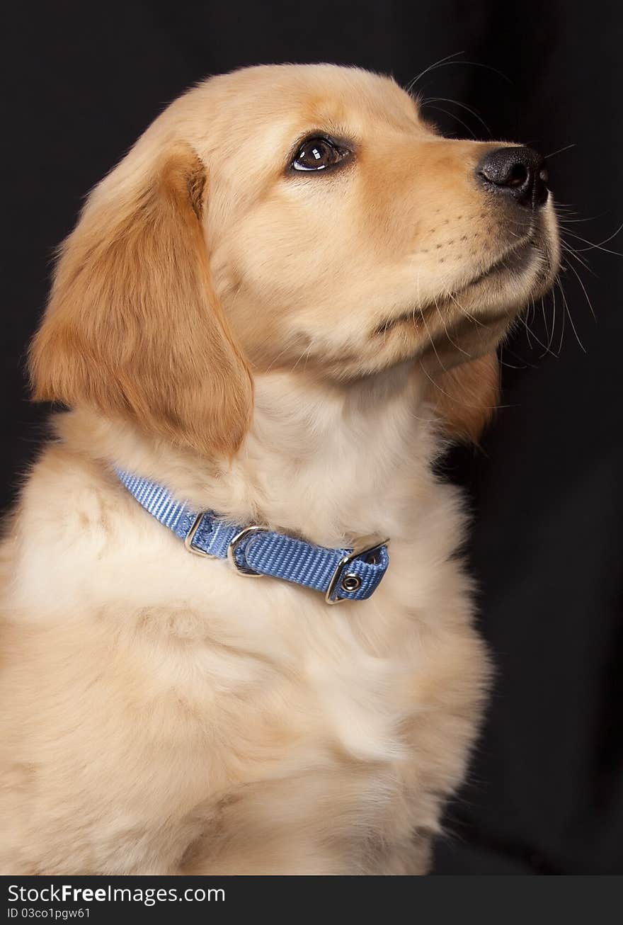 Golden Retriever puppy with blue collar on black background begging for a treat. Golden Retriever puppy with blue collar on black background begging for a treat.