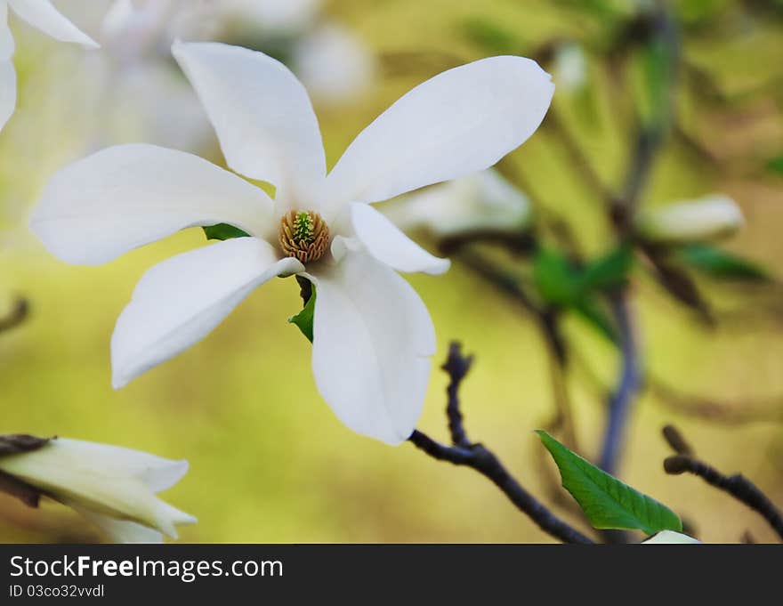 Beautiful white magnolia flower on a tree in the springtime. Beautiful white magnolia flower on a tree in the springtime