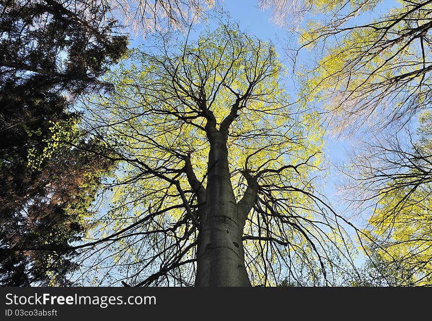 Old tall tree with fresh leaves in the spring, view from below. Old tall tree with fresh leaves in the spring, view from below