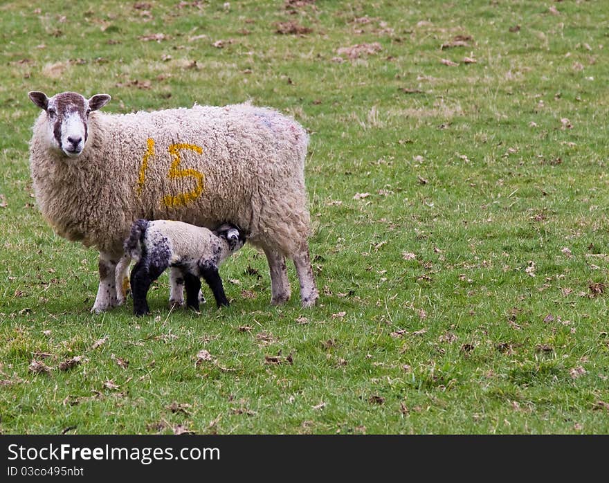 Newborn Yorkshire lamb feeding from mum. Newborn Yorkshire lamb feeding from mum